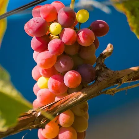 Maistrali Γερακινή